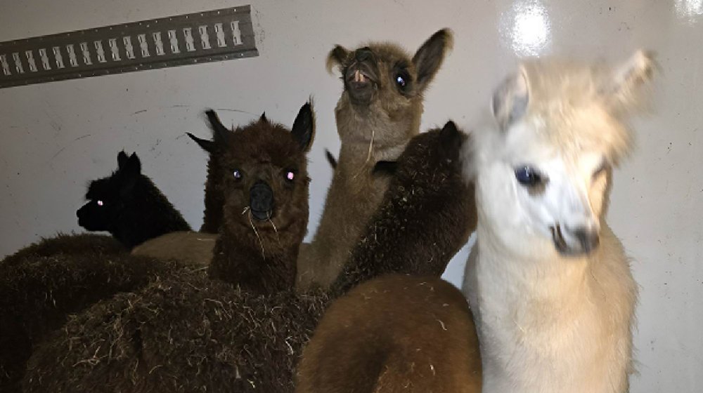 Zaplenjeno sedam Alpaka lama 1