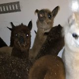 Zaplenjeno sedam Alpaka lama 1