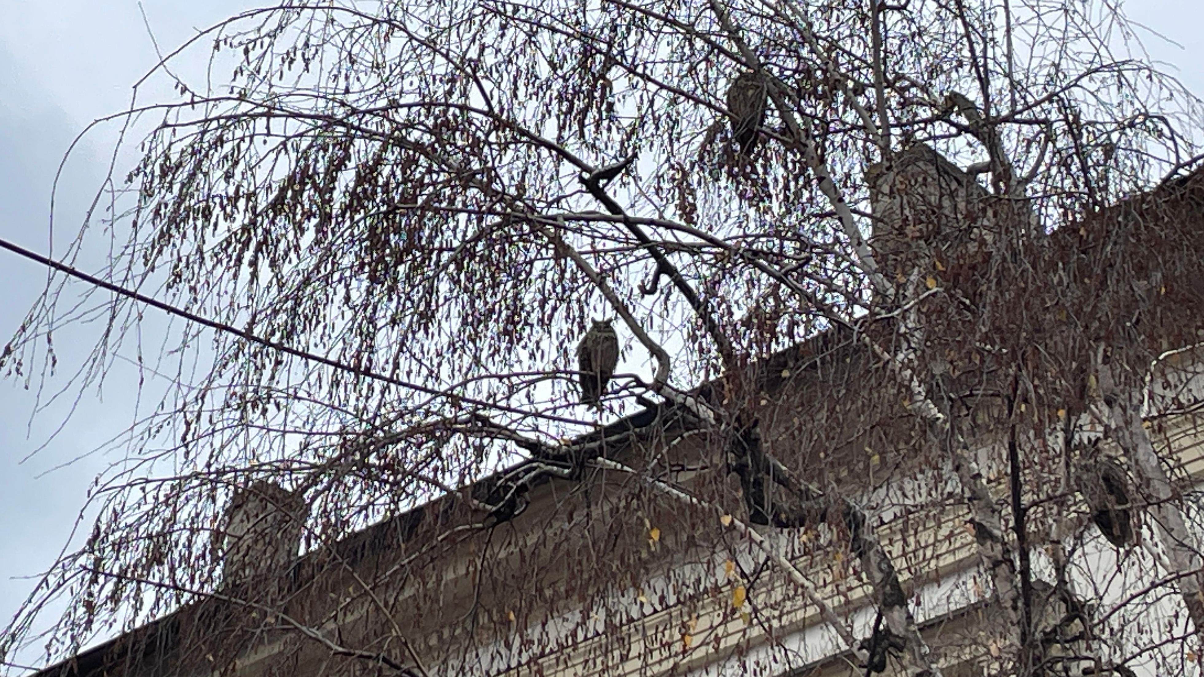 Pernato iznenađenje: Otkud sove u centru Pančeva 7 Sove na brezama u Pančevu