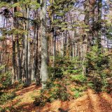 Park prirode "Veliki Jastrebac" proglašen za zaštićeno područje 2