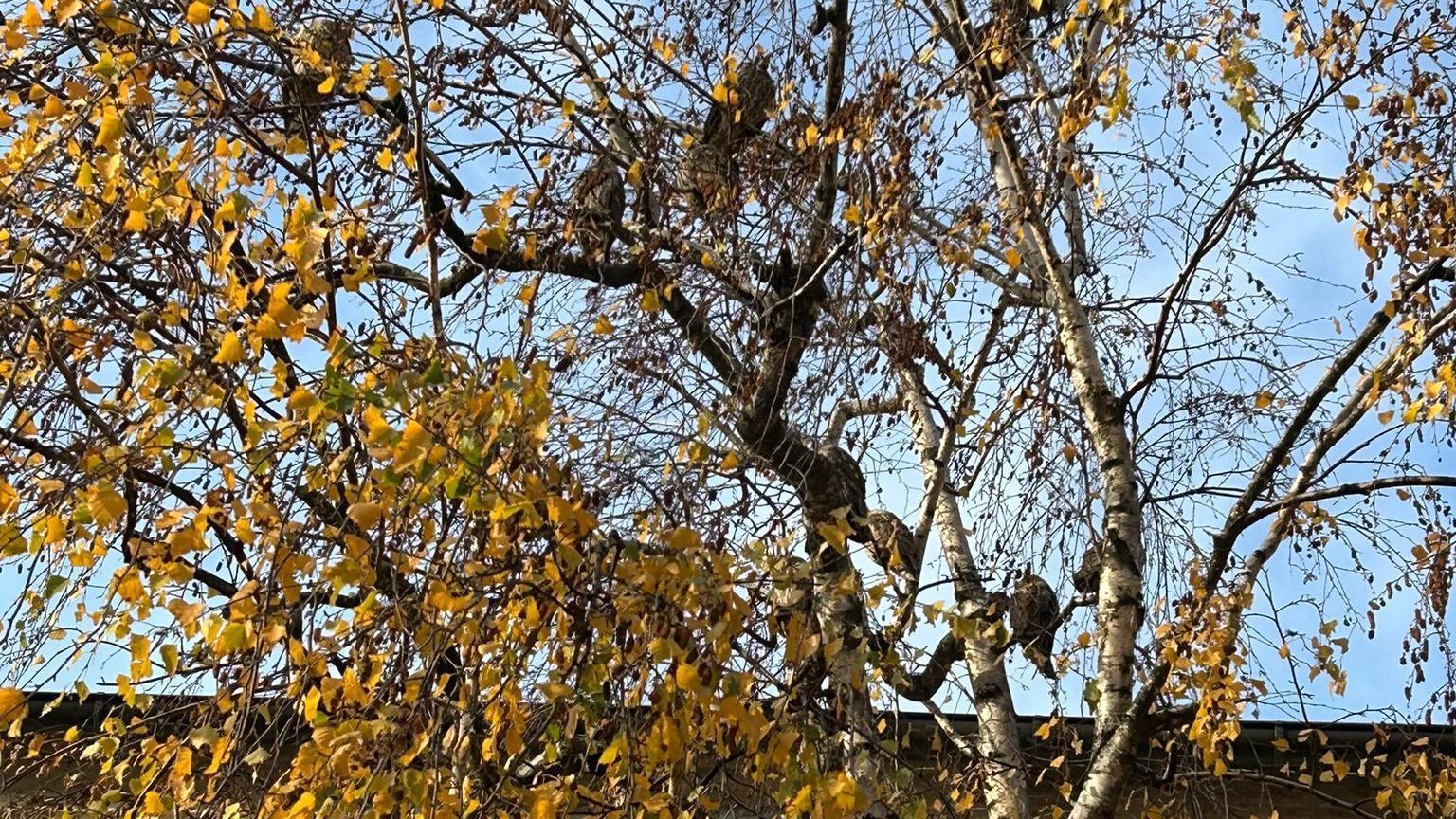Pernato iznenađenje: Otkud sove u centru Pančeva 3 Sove u centru Pančeva