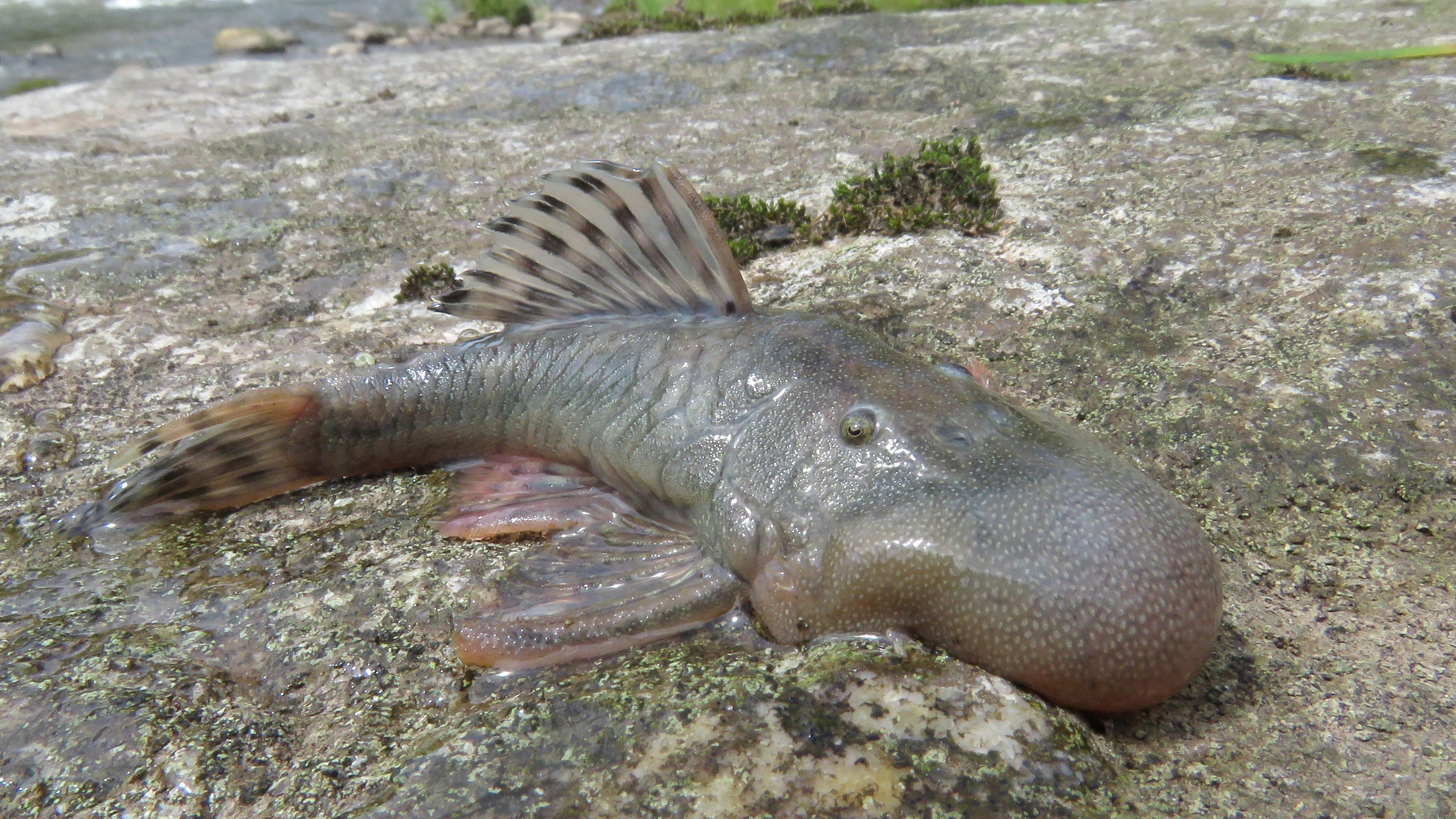 Miš plivač među 27 novih vrsta otkrivenih u Peruu 2 Velika riba na kopnu