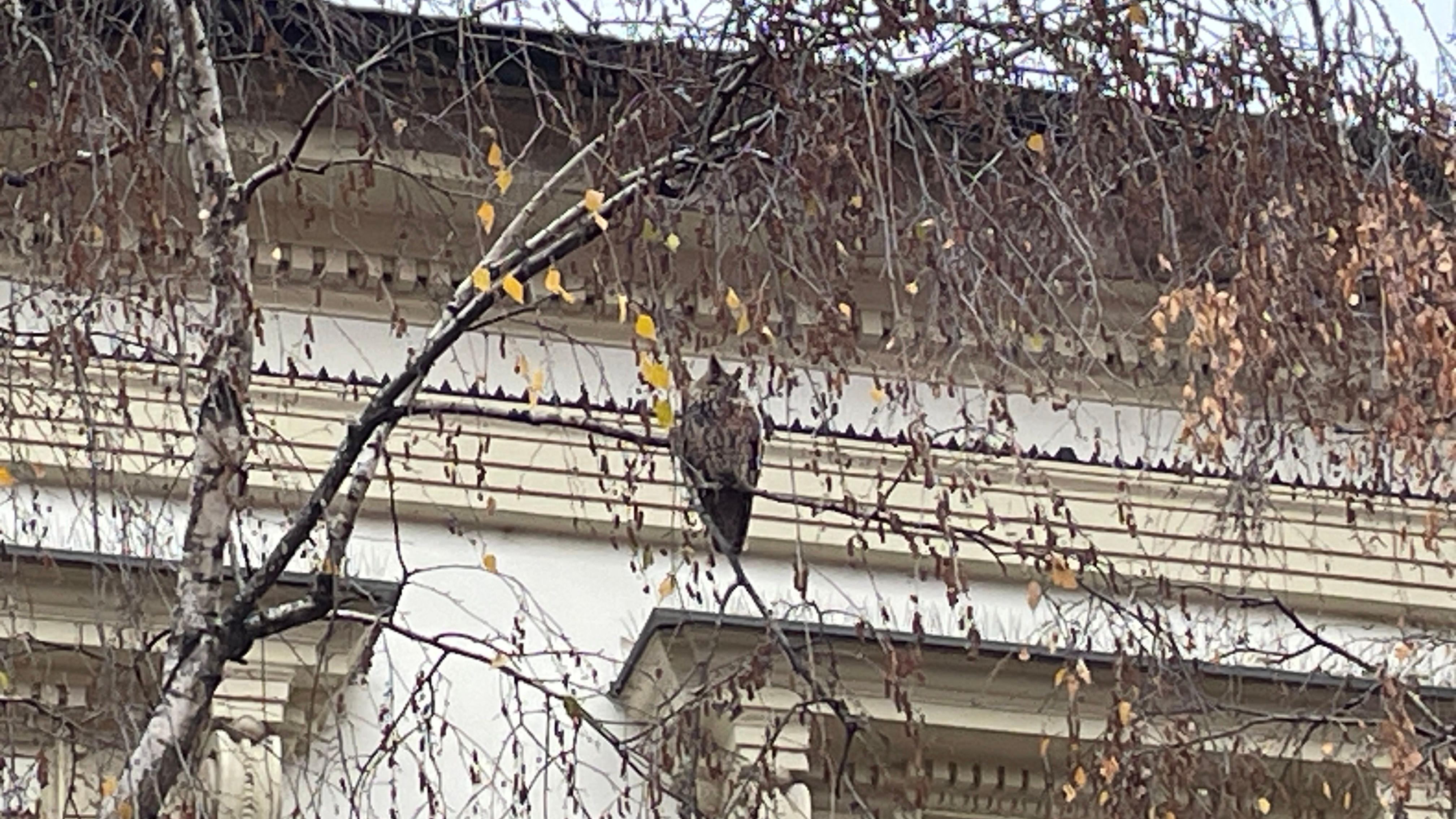 Pernato iznenađenje: Otkud sove u centru Pančeva 2 Sova u centru Pančeva