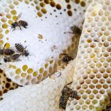 Šta je lažni med i kako se Srbija bori protiv falsifikata 3