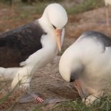 Najstarija poznata ptica u divljini položila jaje sa 74 godine 7