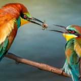 I životinje daruju poklone partnerima 4