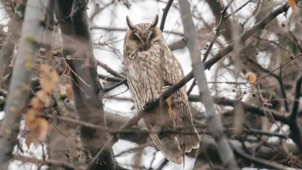 Pernato iznenađenje: Otkud sove u centru Pančeva 5 Sova u Kikindi