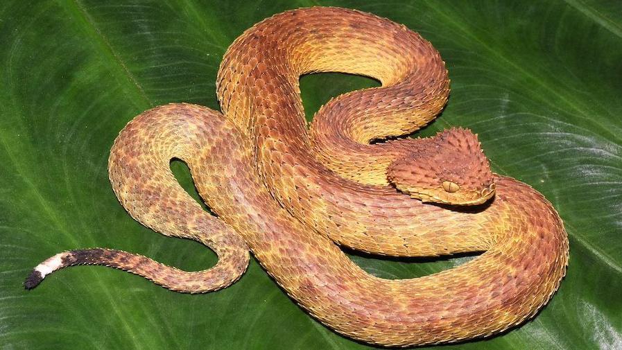 Misteriozna nova stvorenja iz basena Konga: Pink Flojd insekt i podmukla zmija 4 Zmija Mongo