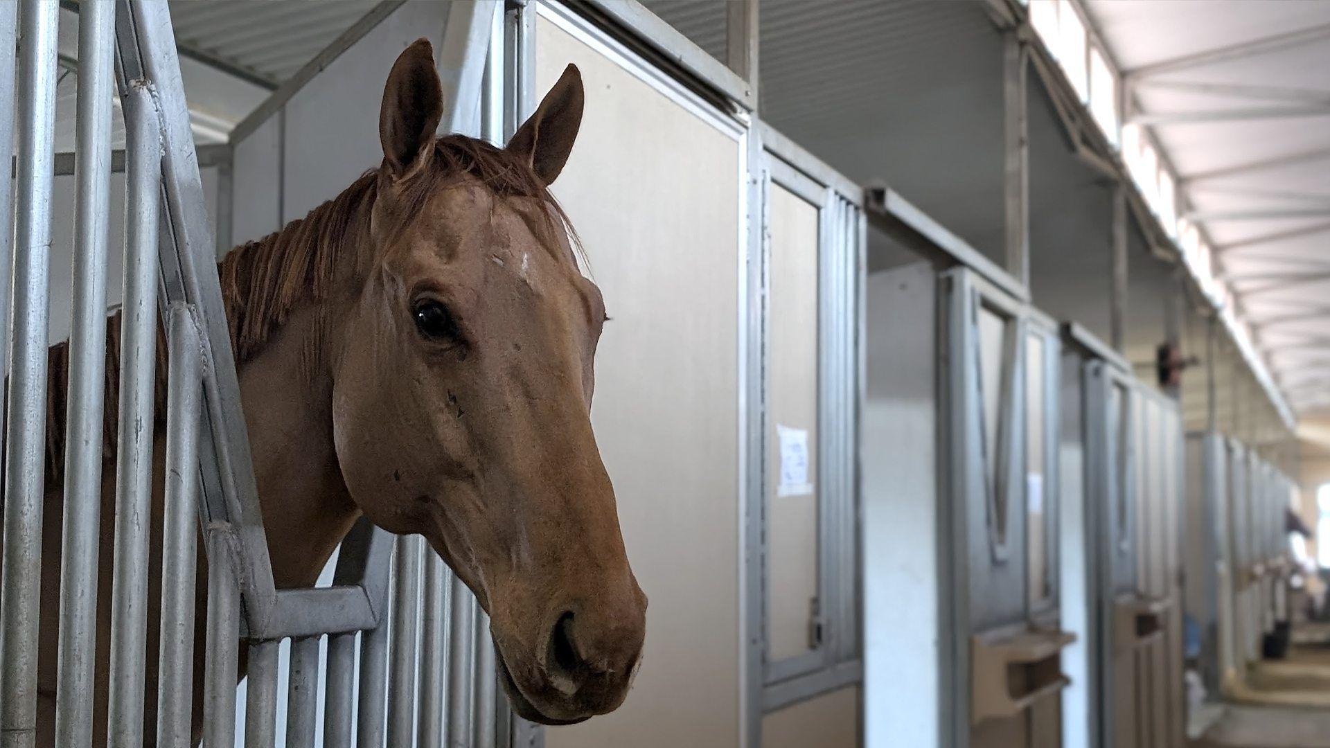 Konji, nevine žrtve požara u Americi 2 Solaris je evakuisan iz požara i odveden na posed Pirs koledža