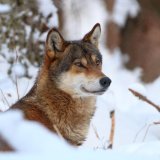 Počinje lov na vukove: EU promenila pravila 6