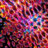 Slikanje poezije i pisanje slike: Razgovor i projekcija radova „Aberacij(e)” Vlade Milojkovića u SKC Kragujevac 4