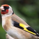 U Prokuplju uhapšen ilegalni trgovac retkim pticama: Sumnja se da je izvršio krivično delo ubijanja i zlostavljanja životinja 1