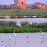 Sud spasio prirodu u delti italijanske reke Po: Sprečena izgradnja gasne platforme na moru 2