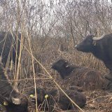 Vodeni bivoli stigli u Obedsku baru da spasu autohtone biljke i životinje 6