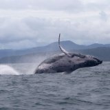 Odiseja grbavog kita: Zašto je preplivao više od 13.000 kilometara za pet godina 6