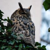 Pernato iznenađenje: Otkud sove u centru Pančeva 9