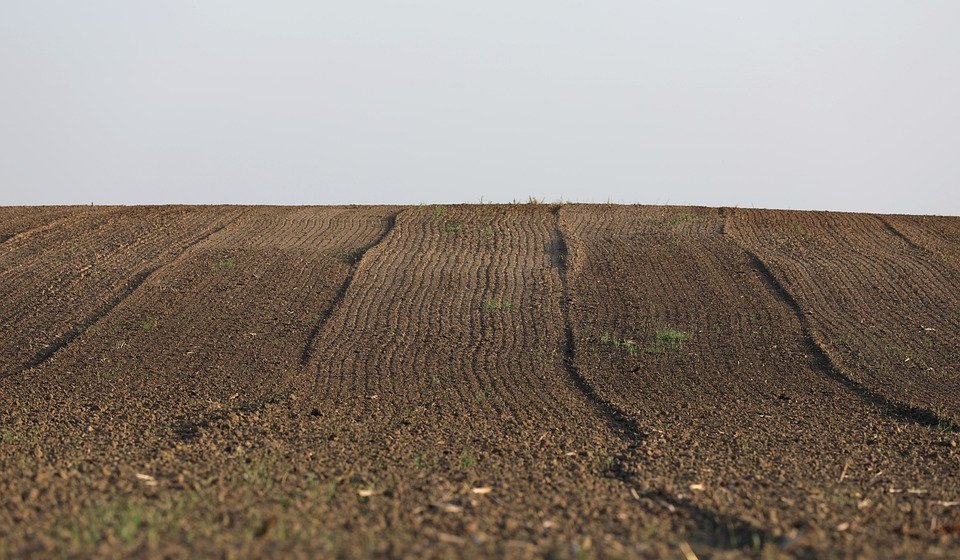 FAO ukazuje: Zdravo zemljište u gradovima povećava otpornost na klimatske šokove 6