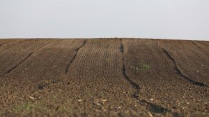 FAO ukazuje: Zdravo zemljište u gradovima povećava otpornost na klimatske šokove 16