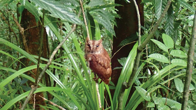 Misteriozna nova stvorenja iz basena Konga: Pink Flojd insekt i podmukla zmija 2 Sova Prinsipe