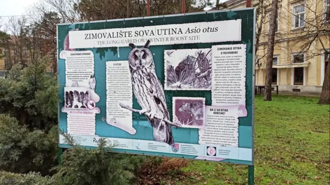 Pernato iznenađenje: Otkud sove u centru Pančeva 6 Tabla u Kikindi