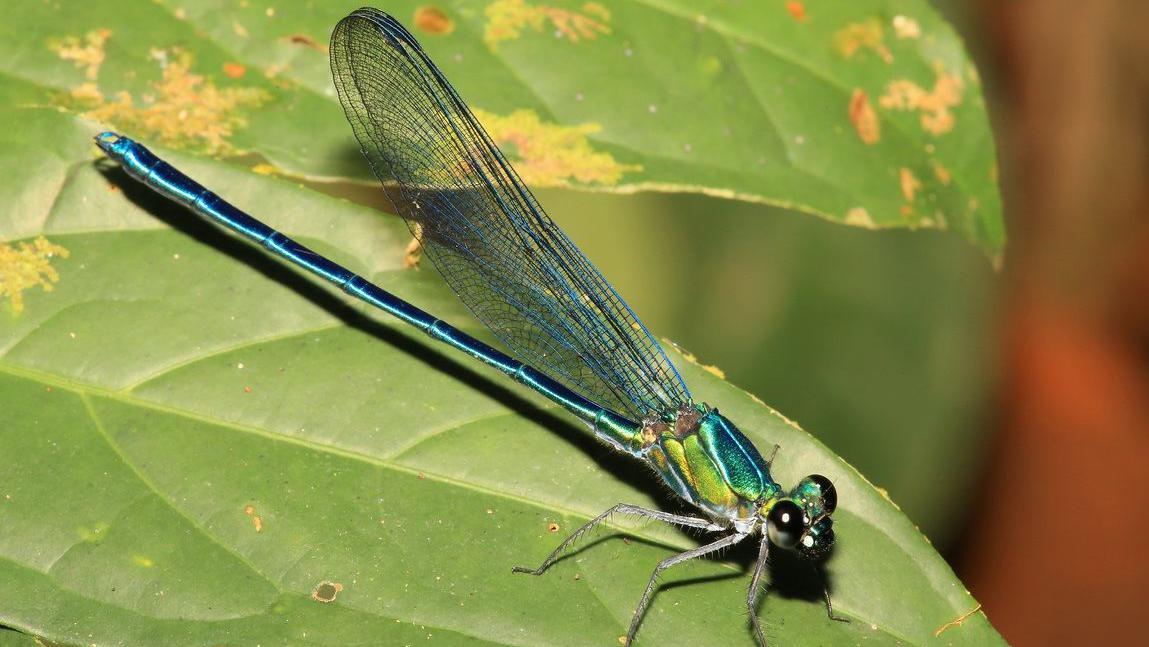 Misteriozna nova stvorenja iz basena Konga: Pink Flojd insekt i podmukla zmija 3 Ama gama