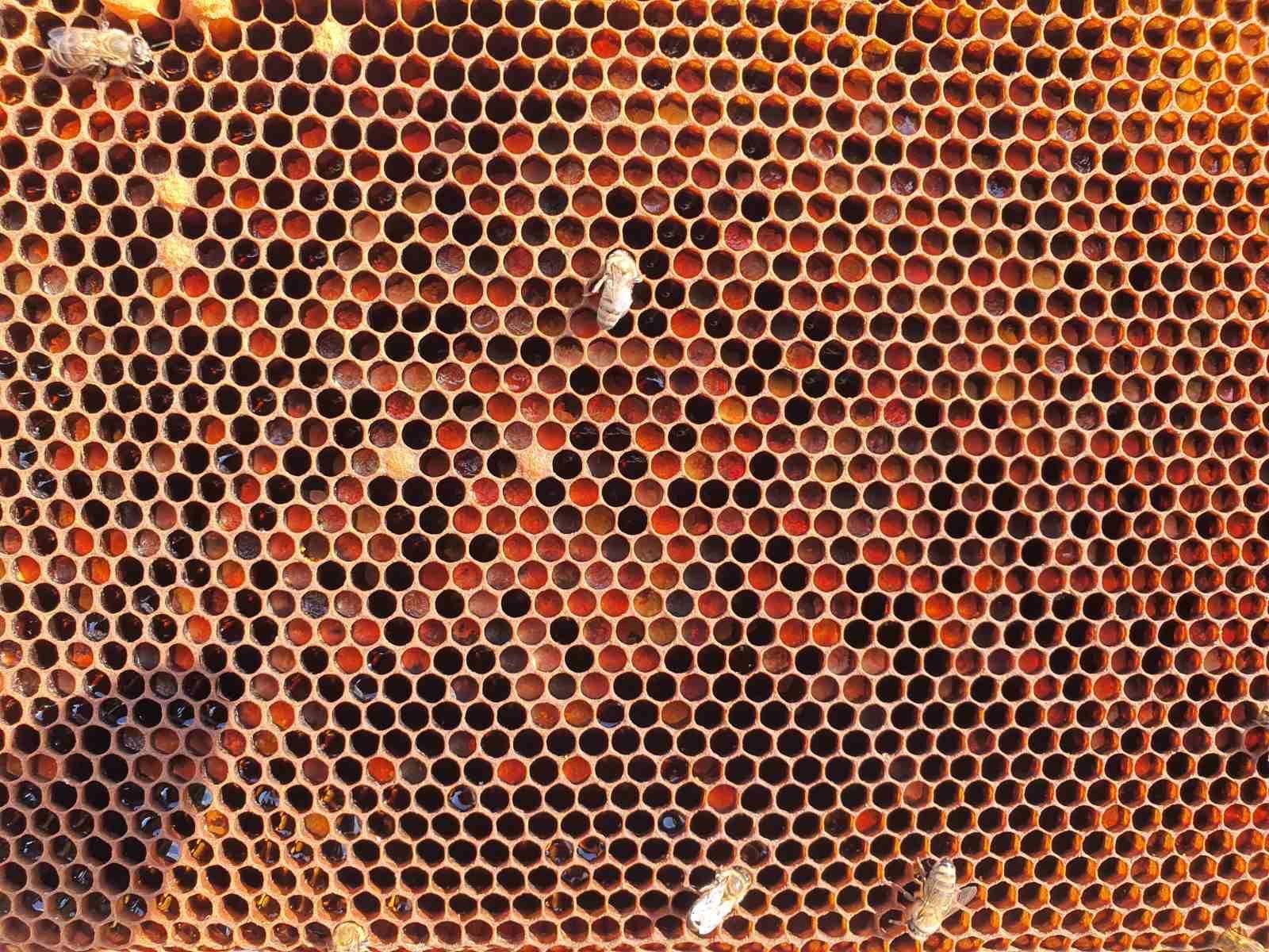 Šta je lažni med i kako se Srbija bori protiv falsifikata 3 pčele