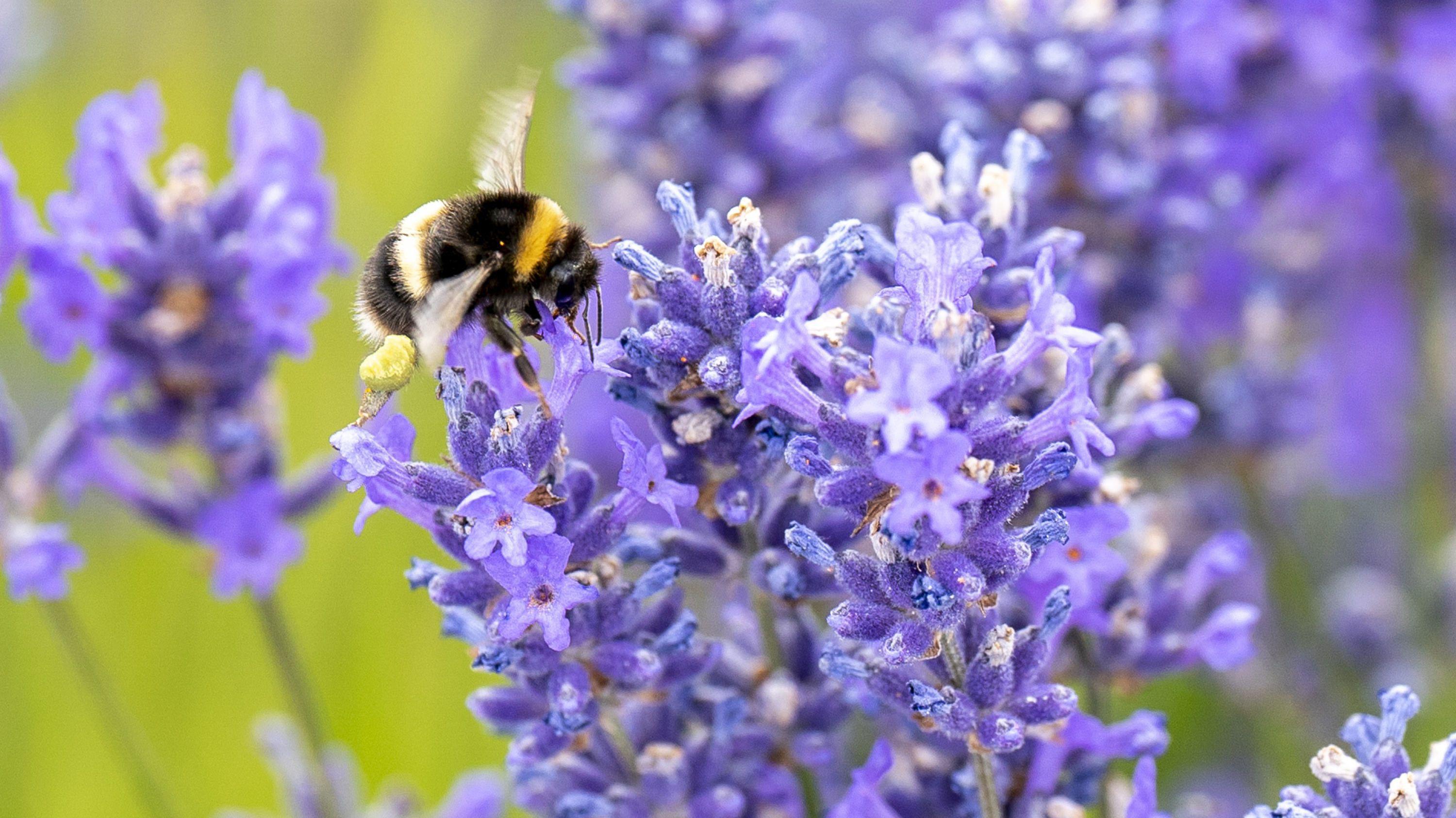 Šta je astma i kako se sa njom živi u Srbiji 2 Polen i pčela