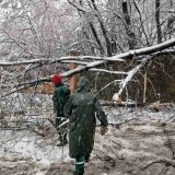 "Zelenilo": Sneg polomio stabla na više od 200 lokacija u Beogradu 1