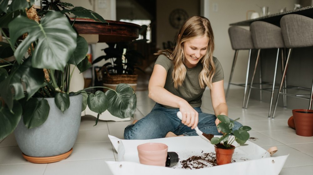 Kako negovati sobne biljke tokom zime? 1
