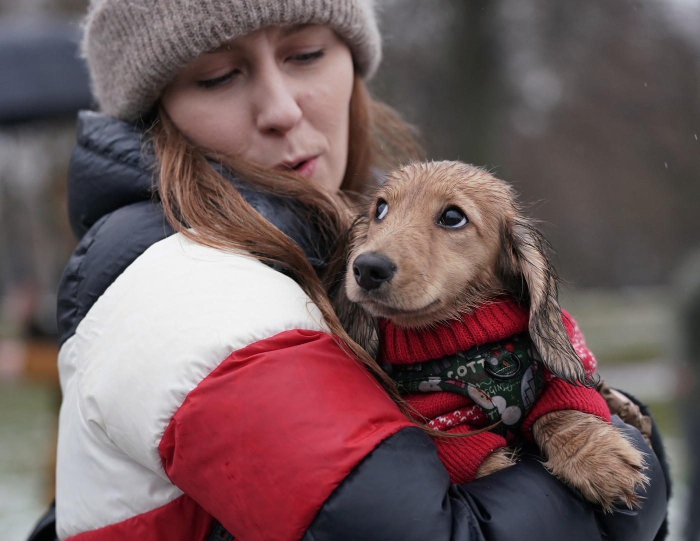 Preslatki jazavičari u odelima Deda Mraza i šarenim božićnim džemperima oduševili stanovnike Londona u tradicionalnoj šetnji Hajd Parkom 6 Preslatki jazavičari u odelima Deda Mraza i šarenim božićnim džemperima oduševili stanovnike Londona u tradicionalnoj šetnji Hajd Parkom 5