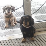 Kako pravilno da negujete pseće šape pre i posle šetnje zimi? 5