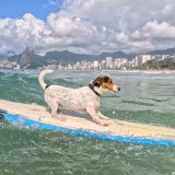 U prisustvu loše osobe svaki pas uradi jednu stvar 4