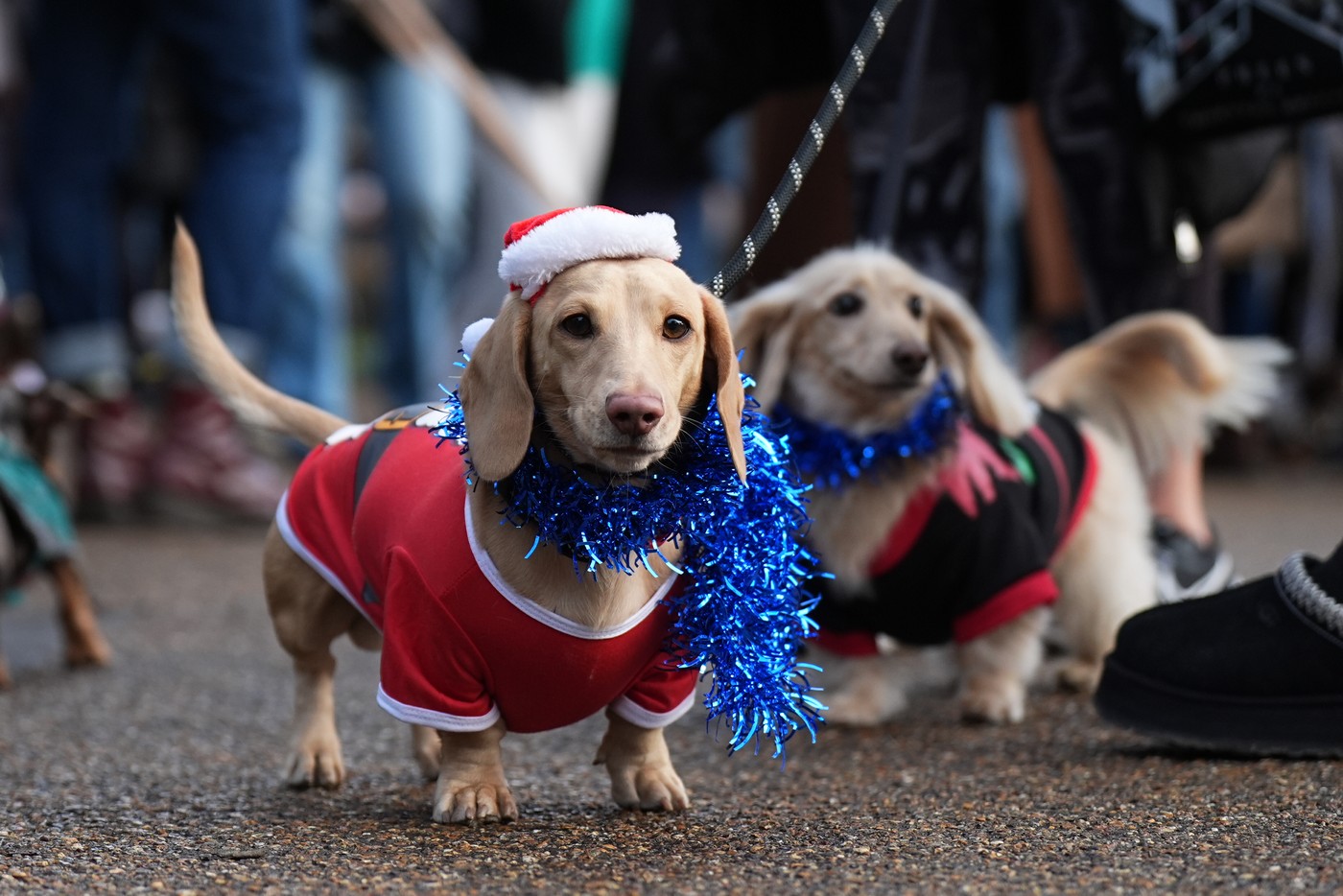 Preslatki jazavičari u odelima Deda Mraza i šarenim božićnim džemperima oduševili stanovnike Londona u tradicionalnoj šetnji Hajd Parkom 2 Preslatki jazavičari u odelima Deda Mraza i šarenim božićnim džemperima oduševili stanovnike Londona u tradicionalnoj šetnji Hajd Parkom 1