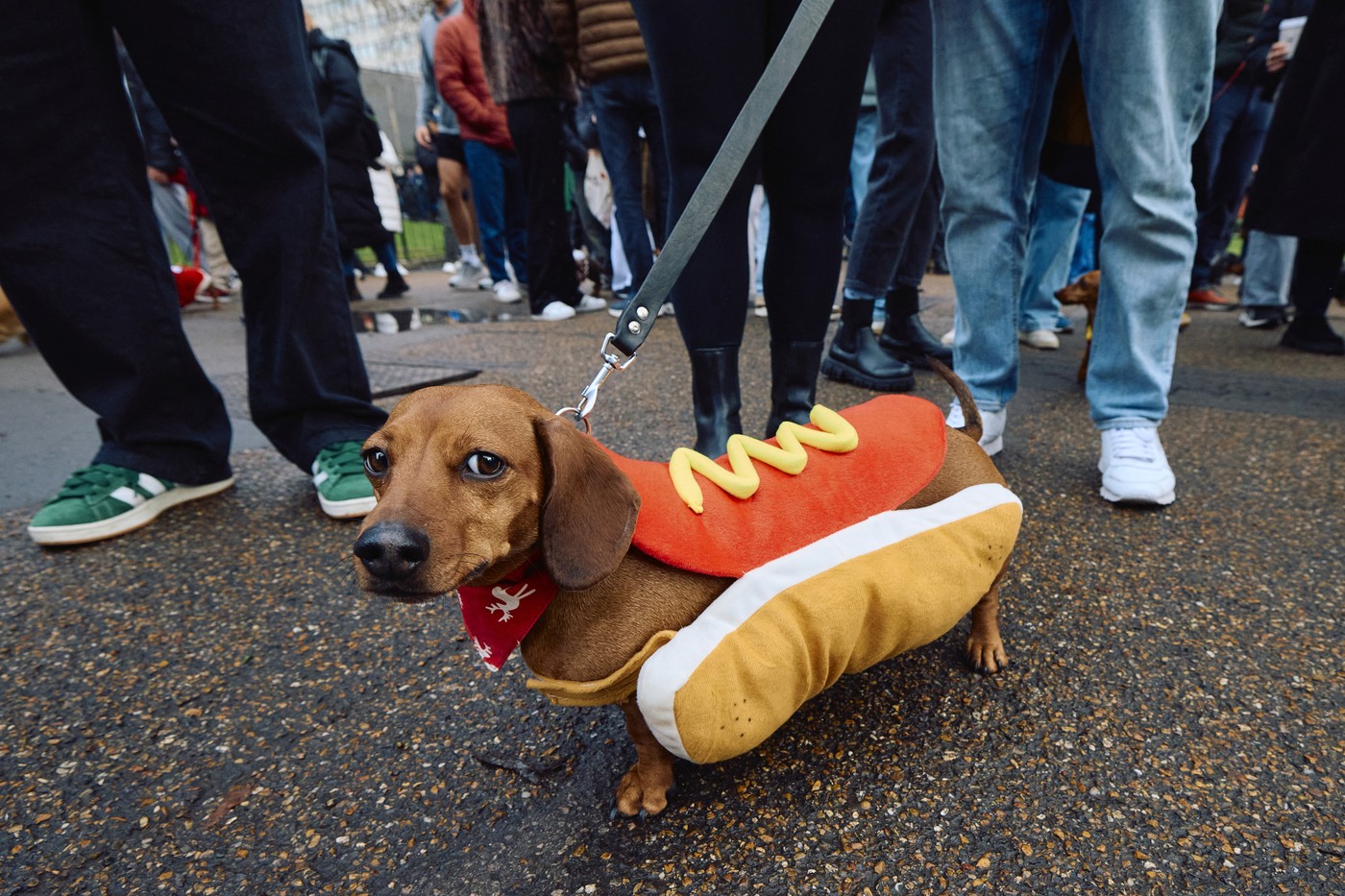 Preslatki jazavičari u odelima Deda Mraza i šarenim božićnim džemperima oduševili stanovnike Londona u tradicionalnoj šetnji Hajd Parkom 7 Preslatki jazavičari u odelima Deda Mraza i šarenim božićnim džemperima oduševili stanovnike Londona u tradicionalnoj šetnji Hajd Parkom 6