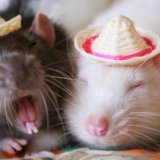 Ljubimci i bebe: Zašto volimo da gledamo slatke stvari na internetu 3