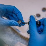 Ugrožene vrste malih puževa dobile novu kuću - pusto ostrvo 6