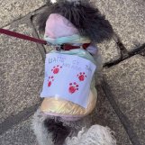 Zajednica Srba u Irskoj: Puna podrška svima koji se bore za pravednu i bolju Srbiju (FOTO, VIDEO) 8