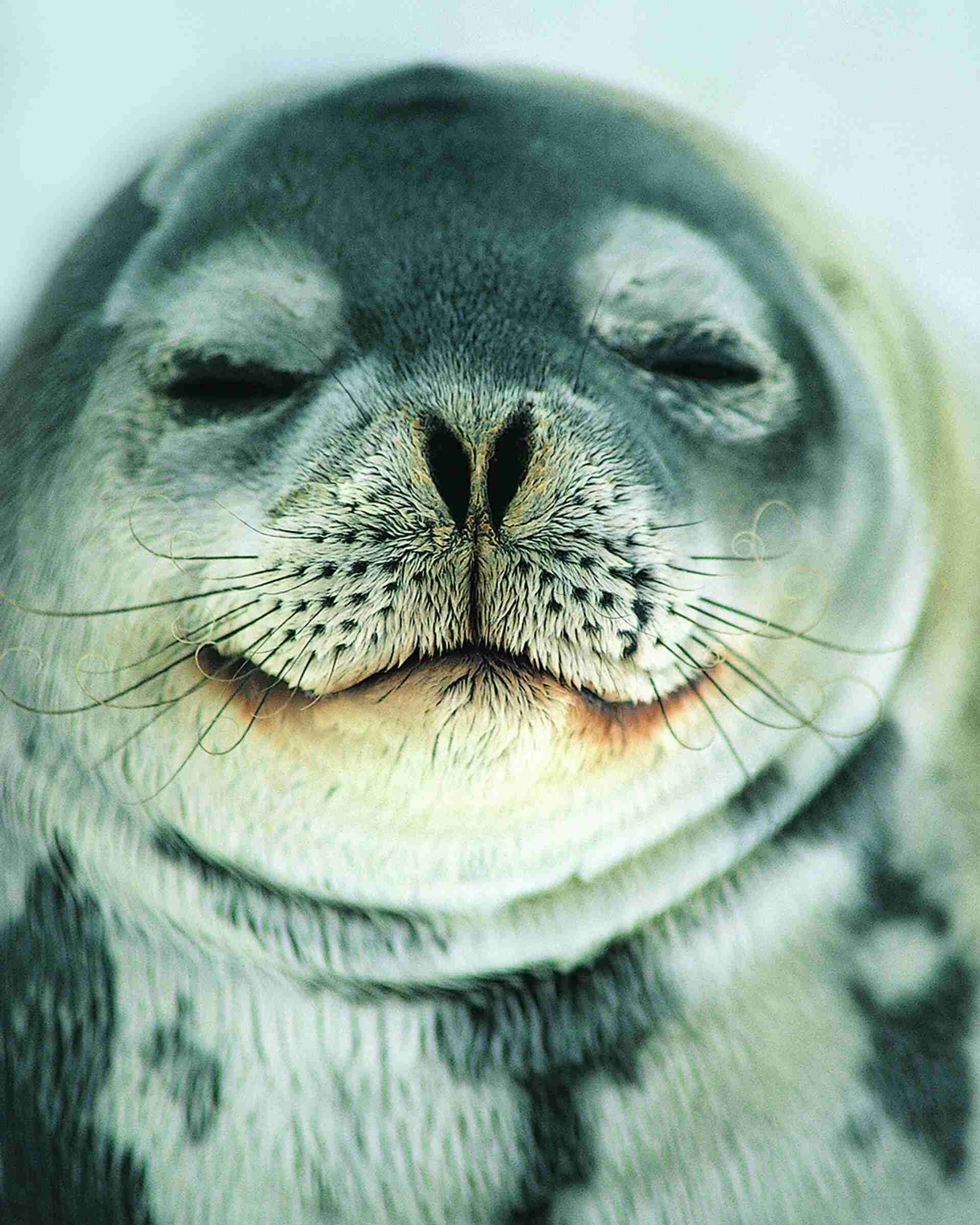 Osam naučno dokazanih načina da budete srećniji 4 Foka