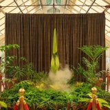 Pomama na internetu: Gledaju cvetanje smrdljive biljke 4