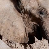 Slonovi nisu ljudi, presudio američki sud 2