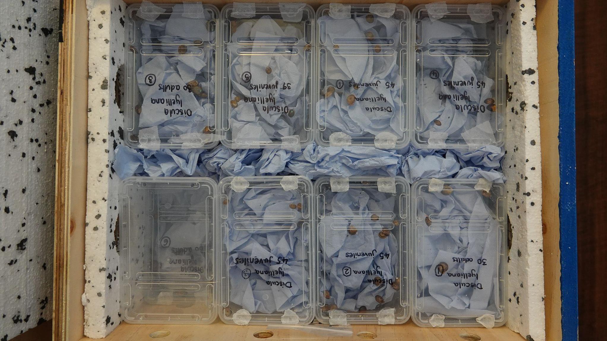 Ugrožene vrste malih puževa dobile novu kuću - pusto ostrvo 4 Puževi rođeni u zoološkom vrtu su pažljivo spakovani u njihove kontejnere pred put