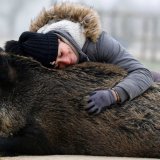 Slavlje u Francuskoj: Sud preispituje odluku o uspavljivanju divlje svinje 5