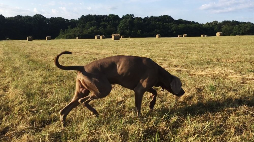 Levitiranje između zbilje i nedosanjane stvarnosti: Predstavljanje knjige „Innocentes somno in monte” Gordane Ilić u SKC-u Kragujevac 1