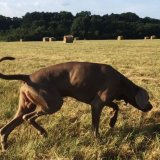 Levitiranje između zbilje i nedosanjane stvarnosti: Predstavljanje knjige „Innocentes somno in monte” Gordane Ilić u SKC-u Kragujevac 9