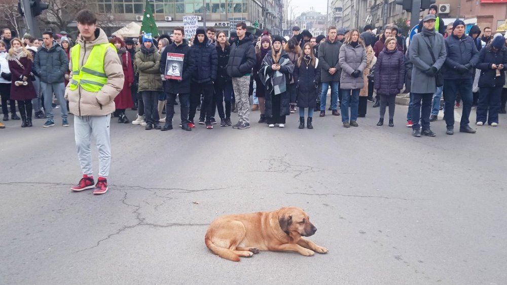 Petnaest minuta tišine u centru Niša Niš: Skup za psa velikog srca, Donu, koju je sanitet UKC Vojvodine zgazio na studentskom protestu 2
