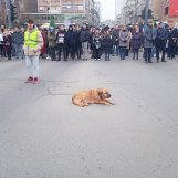 foto, blokada raskrsnice kod suda pas, foto zm "Hipokrate, gde si ovih dana, nešto te nema": Protestna šetnja univerzitetskih profesora u Nišu okončana ispred Medicinskog fakulteta (VIDEO) 5