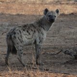 Pegava hijena se pojavila u Egiptu posle 5.000 godina 1