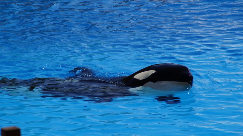 Francuska: Neizvesna sudbina dva kita nakon zatvaranja okeanijuma blizu Kana 1