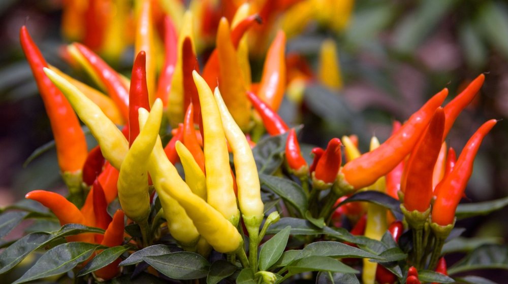 Koji je maksimalni nivo ljutine koji ljudsko telo može podneti? 1