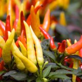 Koji je maksimalni nivo ljutine koji ljudsko telo može podneti? 1